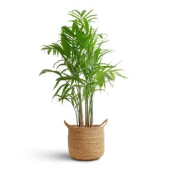 Chamaedorea Seifrizii - Bamboo Palm 13 Chamaedorea Seifrizii - Bamboo Palm -Indoor Plant Store Chamaedorea seifrizii Bamboo Palm 21x100cm Nelis Plant Basket Natural 28x27cm 08c48529 b4f6 47a0 b412 9d31ad5766e3
