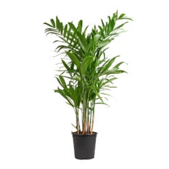 Chamaedorea Seifrizii - Bamboo Palm 11 Chamaedorea Seifrizii - Bamboo Palm -Indoor Plant Store Chamaedorea seifrizii Bamboo Palm 21x80cm 5547