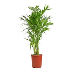 Chamaedorea Seifrizii - Bamboo Palm 14 Chamaedorea Seifrizii - Bamboo Palm -Indoor Plant Store Chamaedorea seifrizii Bamboo Palm 27x140cm 5552