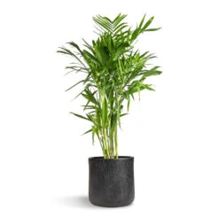 Raindrop Round Planter - Anthracite -Indoor Plant Store Chamaedorea seifrizii Bamboo Palm 27x140cm Raindrop Round Planter Anthracite 34x32cm 5555