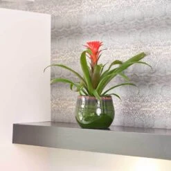 Charlotte Plant Pot - Green 38 Charlotte Plant Pot - Green -Indoor Plant Store Charlotte Plant Pot Green Houseplant