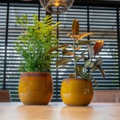 Charlotte Plant Pot - Spiced Ochre 15 Charlotte Plant Pot - Spiced Ochre -Indoor Plant Store Charlotte Plant Pot Ochre 2