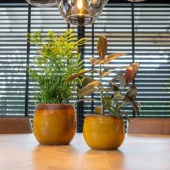 Charlotte Plant Pot - Spiced Ochre 21 Charlotte Plant Pot - Spiced Ochre -Indoor Plant Store Charlotte Plant Pot Ochre