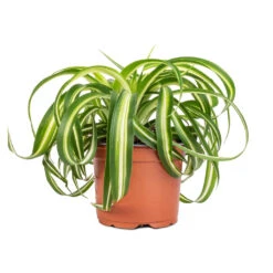 Chlorophytum Bonnie - Curly Spider Plant -Indoor Plant Store Chlorophytum Bonnie Curly Spider Plant 12x25cm 2