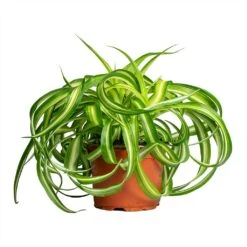Chlorophytum Bonnie - Curly Spider Plant -Indoor Plant Store Chlorophytum Bonnie Curly Spider Plant 12x25cm