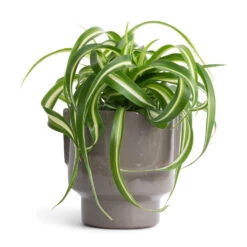 Chlorophytum Bonnie - Curly Spider Plant -Indoor Plant Store Chlorophytum Bonnie Curly Spider Plant 12x25cm Aries Handles Plant Pot Charcoal 14x15cm 342136f2 ed6c 4efd 8f6c c55d02a5d88e