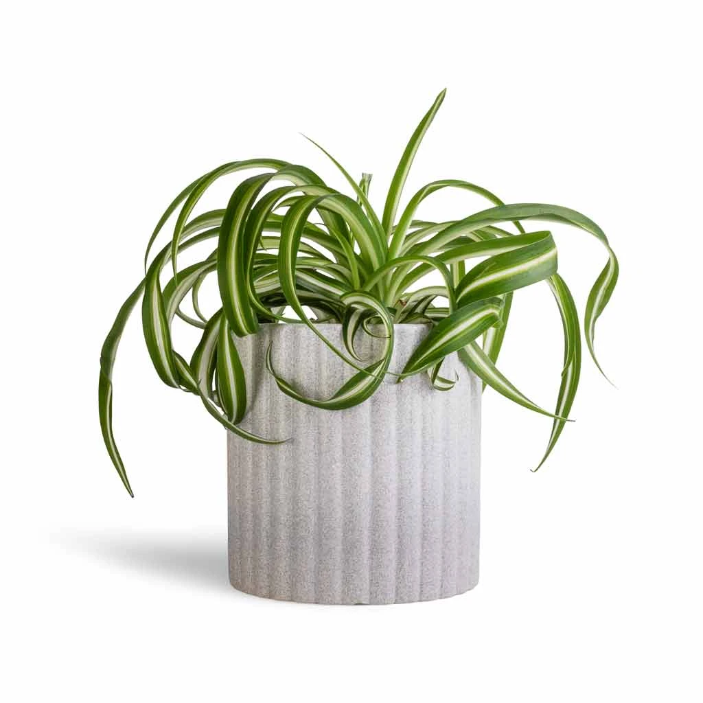 Azalea Ribbed Plant Pot - Speckled Grey Stone 6 Azalea Ribbed Plant Pot - Speckled Grey Stone - Image 6