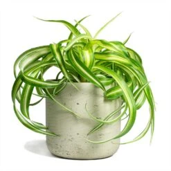 Chlorophytum Bonnie - Curly Spider Plant -Indoor Plant Store Chlorophytum Bonnie Curly Spider Plant 12x25cm Charlie Plant Pot Grey Washed 15x15cm