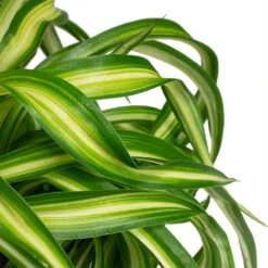 Chlorophytum Bonnie - Curly Spider Plant -Indoor Plant Store Chlorophytum Bonnie Curly Spider Plant 12x25cm close up