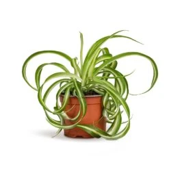 Chlorophytum Bonnie - Curly Spider Plant -Indoor Plant Store Chlorophytum Bonnie Curly Spider Plant 12x25cm 515a39d4 9d1f 44ed bee0 bc89328bd39b