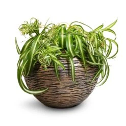 Chlorophytum Bonnie - Curly Spider Plant -Indoor Plant Store Chlorophytum Bonnie Curly Spider Plant 20x50cm Luxe Lite Wrinkle Globe Planter Bronze 33x24cm de60ac13 a610 4356 99ba 5cdb2f9f7222