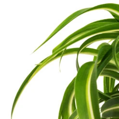 Chlorophytum Bonnie - Curly Spider Plant -Indoor Plant Store Chlorophytum Bonnie Curly Spider Plant DETAIL 2