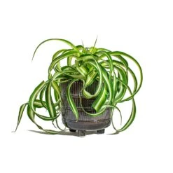Chlorophytum Bonnie - Curly Spider Plant -Indoor Plant Store Chlorophytum Bonnie Curly Spider Plant Denise Plant Pot Blue Bronze