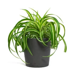 Chlorophytum Bonnie - Curly Spider Plant -Indoor Plant Store Chlorophytum Bonnie Curly Spider Plant Mini Bucket Plant Pot Black Washed 4bdf4c57 74f0 4a66 9819 290598f5937e