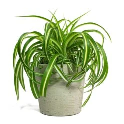 Chlorophytum Bonnie - Curly Spider Plant -Indoor Plant Store Chlorophytum Bonnie Curly Spider Plant Mini Bucket Plant Pot Grey Washed 44eb0987 37e1 43bb 8493 fcf4ddb826e4
