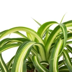 Chlorophytum Bonnie - Curly Spider Plant -Indoor Plant Store Chlorophytum Bonnie Curly Spider Plant SWATCH 330a72e9 cff4 4436 93a2 50f10d1b4e97