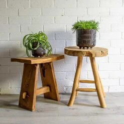 Chlorophytum Bonnie - Curly Spider Plant -Indoor Plant Store Chlorophytum Bonnie Curly Spider Plant Senecio Himalaya Himalaya Groundsel Denise Plant Pot Blue Bronze 9820570b 671f 4573 872a fe253f0dd6da