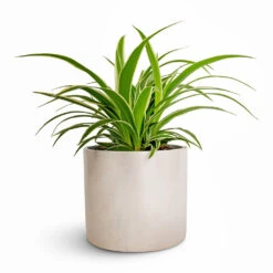 Lazzaro Plant Pot - Linen Effect -Indoor Plant Store Chlorophytum Ocean Spider Plant 12x20cm Lazzaro Plant Pot Linen Effect 15x13cm 444a47c3 7fc6 40a9 a9f5 67169397bd66