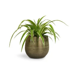 Lydia Plant Pot - Shiny Green -Indoor Plant Store Chlorophytum Ocean Spider Plant 12x20cm Lydia Plant Pot Shiny Green 15x13cm
