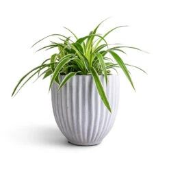Lagos Plant Pot - Cement 16 Lagos Plant Pot - Cement -Indoor Plant Store Chlorophytum Ocean Spider Plant 15x25cm Lagos Plant Pot Cement 20x20cm b2ab8656 f46f 42a0 8d23 d5b8fcec2c4c