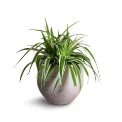 Mini Orb Kevan Plant Pot - Grey Washed 26 Mini Orb Kevan Plant Pot - Grey Washed -Indoor Plant Store Chlorophytum Variegatum Spider Plant 19x60cm Mini Orb Kevan Plant Pot Grey Washed 25x21cm b3ebf995 559f 4d7d 976b c5e46c2dae71