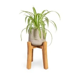 Patt Plant Pot - Tall Stand - Grey Washed 8 Patt Plant Pot - Tall Stand - Grey Washed -Indoor Plant Store Chlorophytum Vittatum Spider Plant 12x35cm Patt Plant Pot Tall Stand Grey Washed 23x34cm 26d37d9a ed80 4e45 9308 bbfb26fc2c74