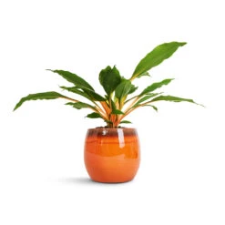 Charlotte Plant Pot - Orange 27 Charlotte Plant Pot - Orange -Indoor Plant Store Chlorophytum orchidastrum Green Orange 12x40cm Charlotte Plant Pot Orange 19x16cm 2600c6c4 a7f5 406a 878e 86c867f424c5