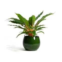 Charlotte Plant Pot - Green 25 Charlotte Plant Pot - Green -Indoor Plant Store Chlorophytum orchidastrum Green Orange Charlotte Plant Pot Green f13d40ff 6a85 4acc 856f af6e20ea8cad
