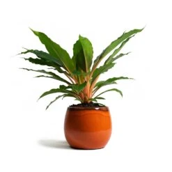 Charlotte Plant Pot - Orange 30 Charlotte Plant Pot - Orange -Indoor Plant Store Chlorophytum orchidastrum Green Orange Charlotte Plant Pot Orange 7a9d721d 7a90 4a85 a1c8 1fe80b3b5a22