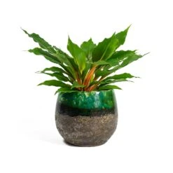 Lindy Plant Pot - Black Green -Indoor Plant Store Chlorophytum orchidastrum Green Orange Lindy Plant Pot Black Green