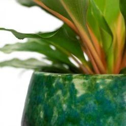 Lindy Plant Pot - Black Green -Indoor Plant Store Chlorophytum orchidastrum Green Orange Lindy Plant Pot Black Green Close Up
