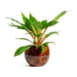 Kae Plant Pot - Cayenne -Indoor Plant Store Chlorophytum orchidastrum Green Orange kae cayenne plant pot 281b7ea6 dc39 4dee 8449 b8c669f971e2