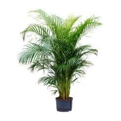Chrysalidocarpus - Areca Palm - HydroCare -Indoor Plant Store Chrysalidocarpus Areca Palm Hydroculture 28 19x160cm