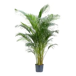 Chrysalidocarpus - Areca Palm - HydroCare -Indoor Plant Store Chrysalidocarpus Areca Palm Hydroculture Indoor Plant Large