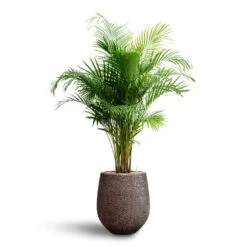 Opus Hit Darcy Planter - Gold 37 Opus Hit Darcy Planter - Gold -Indoor Plant Store Chrysalidocarpus Areca Palm Hydroculture Opus Hit Darcy Planter Gold ff4a3634 739e 4316 8fb6 f3f2c3137a40