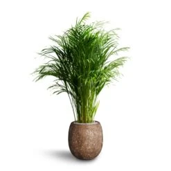 Polystone Coated Plain Balloon Planter - Rock 12 Polystone Coated Plain Balloon Planter - Rock -Indoor Plant Store Chrysalidocarpus Areca Palm Hydroculture Polystone Coated Plain Balloon Planter Rock 70e78fc5 64ed 42a6 b893 ea285b2a03b7