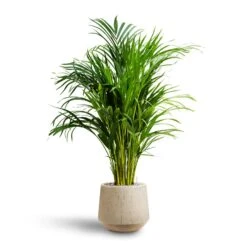 Chrysalidocarpus - Areca Palm - HydroCare -Indoor Plant Store Chrysalidocarpus Areca Palm Hydroculture Raindrop Egg Planter Stone