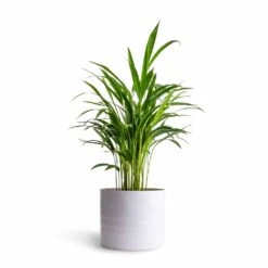 Hadleigh Plant Pot - White 18 Hadleigh Plant Pot - White -Indoor Plant Store Chrysalidocarpus lutescens Areca Palm 14x50cmHadleigh Plant Pot White 20x17.5cm