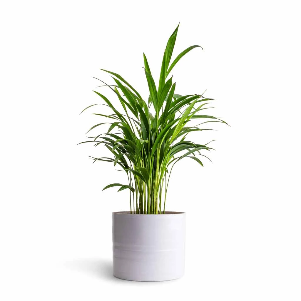 Hadleigh Plant Pot - White 9 Hadleigh Plant Pot - White - Image 9