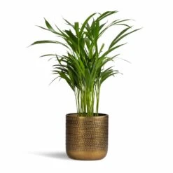 Solis Embossed Plant Pot - Gold -Indoor Plant Store Chrysalidocarpus lutescens Areca Palm 17x55cm Solis Embossed Plant Pot Gold 18x18cm