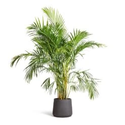 Patt Plant Pot - Black Washed 27 Patt Plant Pot - Black Washed -Indoor Plant Store Chrysalidocarpus lutescens Areca Palm 21x100cm Patt Plant Pot Black Washed 34x29cm 473316f8 534d 4077 861b 42ebf12dda0e