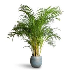 Ryan Plant Pot - Blue Gold 24 Ryan Plant Pot - Blue Gold -Indoor Plant Store Chrysalidocarpus lutescens Areca Palm 27x150cm Ryan Plant Pot Blue Gold 36x32cm 07618cfa abd0 4915 ad0e 2f379da84877