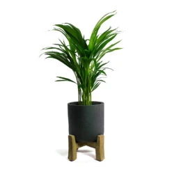 Charlie Plant Pot - Low Stand - Black Washed -Indoor Plant Store Chrysalidocarpus lutescens Areca Palm Charlie Plant Pot Low Stand Black Washed