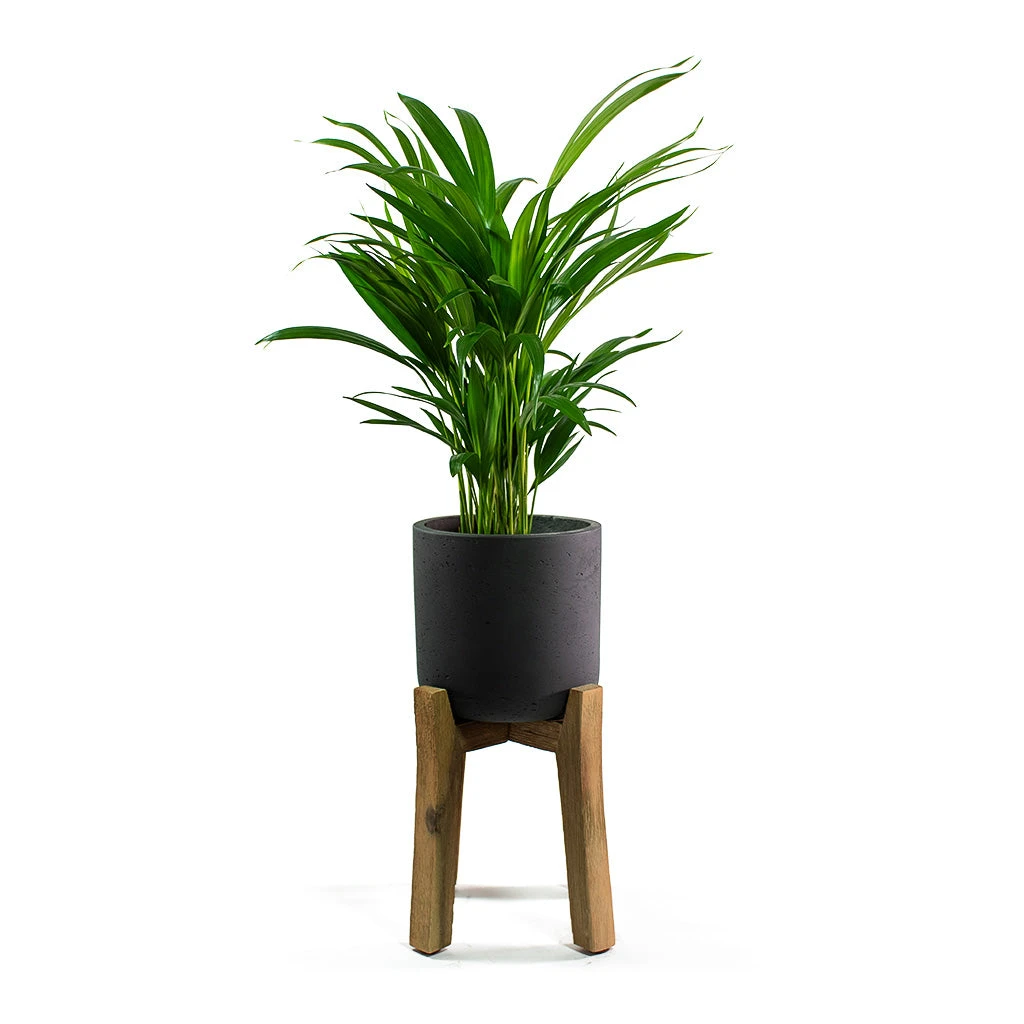 Charlie Plant Pot - Tall Stand - Black Washed 6 Charlie Plant Pot - Tall Stand - Black Washed - Image 6