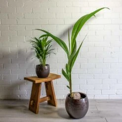 Cocos Nucifera - Coconut Palm Tree -Indoor Plant Store Chrysalidocarpus lutescens Areca Palm Cocos nucifera Coconut Palm Tree kae mocha 19cm 29cm plant pot 069c1531 b574 47fd b66e bcac719749b5