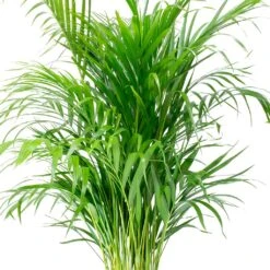 Chrysalidocarpus - Areca Palm - HydroCare -Indoor Plant Store Chrysalidocarpus lutescens Areca Palm Leaves e8fcecef 1c2a 4d92 962c c93ae4f90fa8