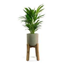 Charlie Plant Pot - Tall Stand - Grey Washed -Indoor Plant Store Chrysalidocarpus lutescens Areca Palm Patt Plant Pot Low Stand Black Washed