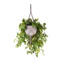 Cissus Rhombifolia Ellen Dancia - Grape Ivy -Indoor Plant Store Cissus rhombifolia Ellen Dancia Grape Ivy 17x40cm Hans Hanging Plant Pot Laterite Grey 22x19cm