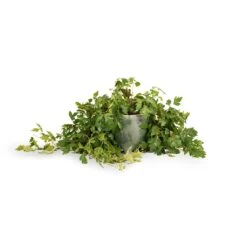 Cissus Rhombifolia Ellen Dancia - Grape Ivy -Indoor Plant Store Cissus rhombifolia Ellen Dancia Grape Ivy 17x40cm Kaat Plant Pot Green 20x20cm