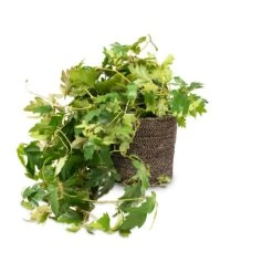 Cissus Rhombifolia Ellen Dancia - Grape Ivy -Indoor Plant Store Cissus rhombifolia Ellen Dancia Grape Ivy 17x40cm Selin Plant Basket Black Weave 22x19cm